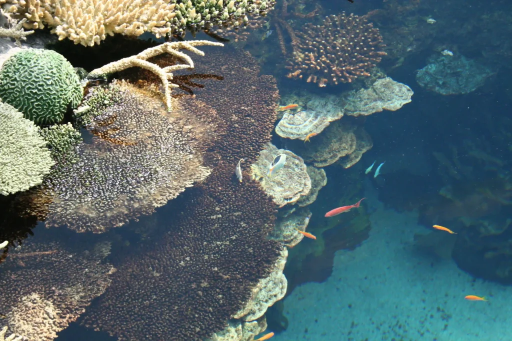 10 Best Places to Visit in World for Unforgettable Adventures 8 Australia's Great Barrier Reef in Queensland