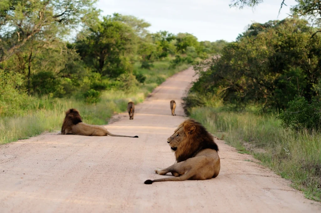 10 Best Places to Visit in World for Unforgettable Adventures 9 Kenya Safari
